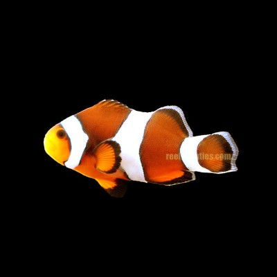 Percula Clown (Amphiprion Ocellaris)