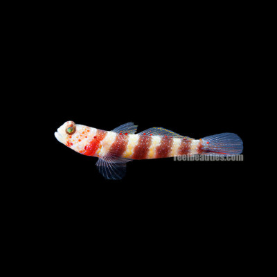 Wheeler's Shrimp Goby (Amblyeleotris Wheeleri)