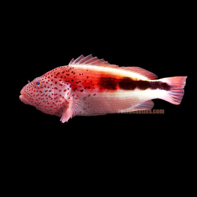 Freckled Hawkfish (Paracirrhites Forsteri)