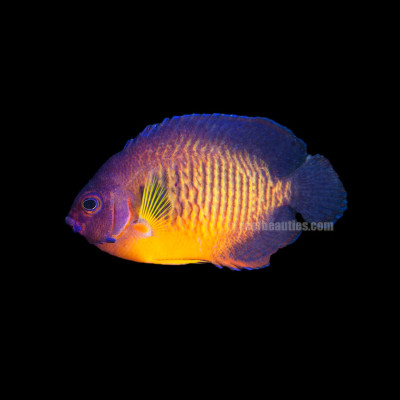 Coral Beauty Angel Fiji (Centropyge Bispinosa)