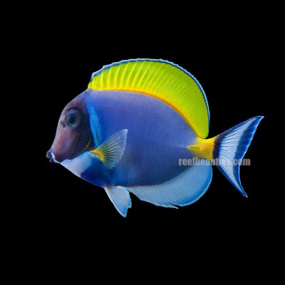 Powder Blue Tang (Acanthurus Leucosternon)
