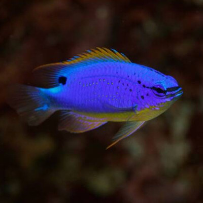 Fiji Damsel (Chrysiptera Taupou)
