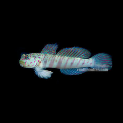 Pink Spotted Watchman Goby (Cryptocentrus Leptocephalus)
