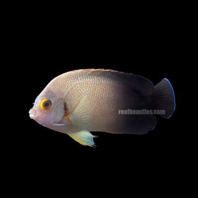 Halfblack Angel (Centropyge Vrolikki)