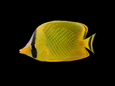 Rafflesi Butterfly (Chaetodon Rafflesii)