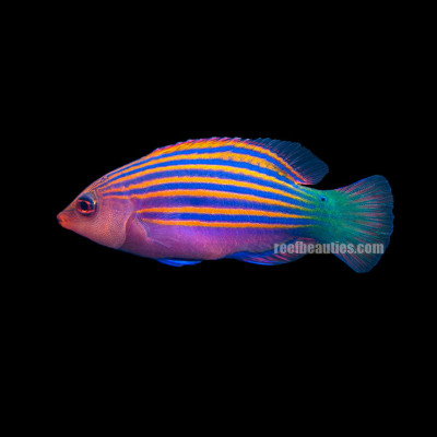 Six Line Wrasse (Pseudochelinus Hexataenia)