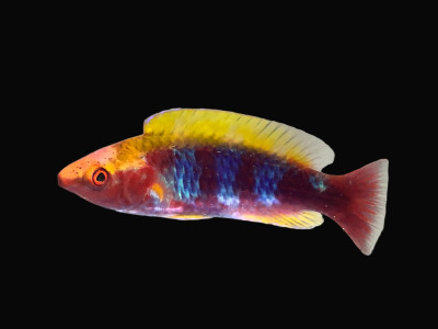 Lubbock Fairy Wrasse (Cirrhilabrus Lubbocki)