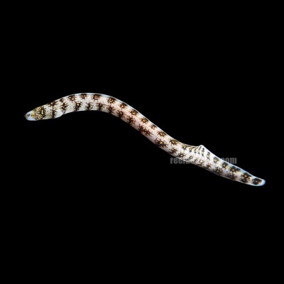 Snowflake Eel (Echidna Nebulosa)