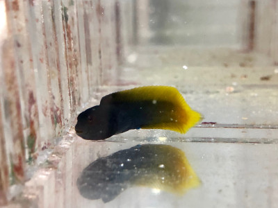 Yellowtail Blenny (Ecsenius Namiyei)