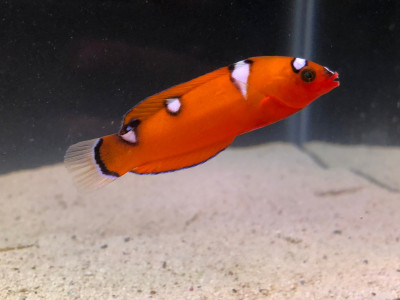 Red Coris Wrasse (Coris Gaimard)