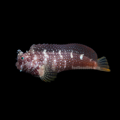 Starry Blenny (Salarias Ramosus)
