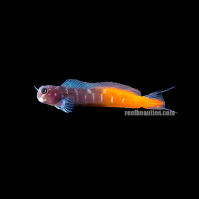 Bicolor Blenny (Ecsenius Bicolor)