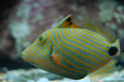 Undulatus Trigger (Balistapus Undulatus)