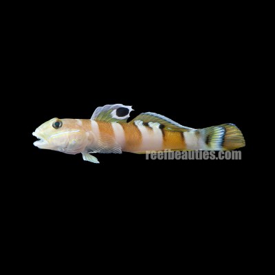 Tiger Shrimp Goby (Signigobus Sp)