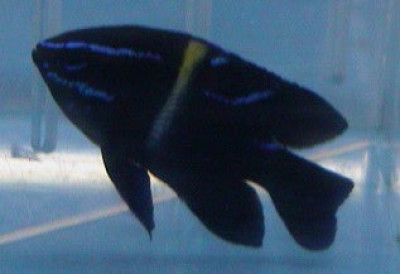 Neon Velvet Damsel (Neoglyphidodon Oxyodon)