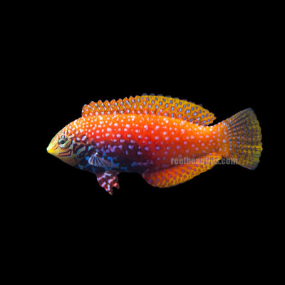 Afr Leopard Wrasse EXPERT (Macropharyngodon Bipartitus)