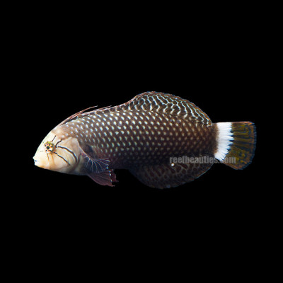 Dragon Wrasse (Novaculichthys Taeniourus)