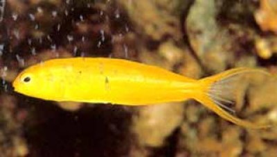 Canary Fang Blenny (Meiacanthus Oualanensis)