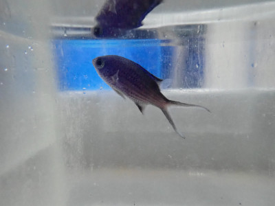 Blue Reef Chromis (Chromis Cyanea)