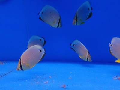 Melon Butterfly EXPERT (Chaetodon Trifasciatus)