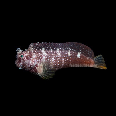 Starry Blenny (Salarias Ramosus)