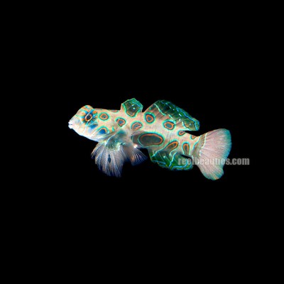 Mandarin Spotted Goby (Synchiropus Picturatus)