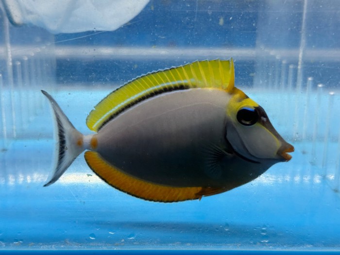 Blonde Naso Tang (Naso Elegans)