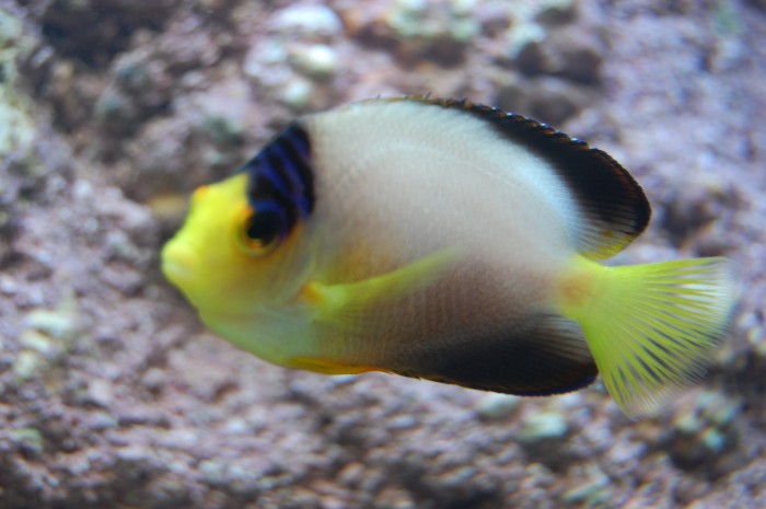 Multicolor Angel EXPERT (Centropyge Multicolor)