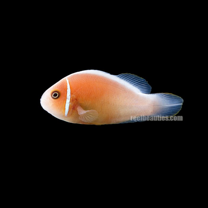 Orange Skunk Clown (Amphiprion Sandaracinos)