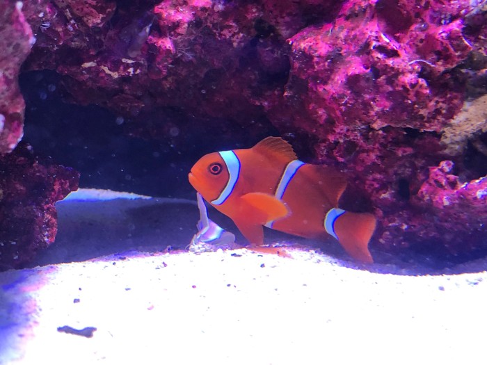 Maroon Clown (Premnas Biaculeatus)