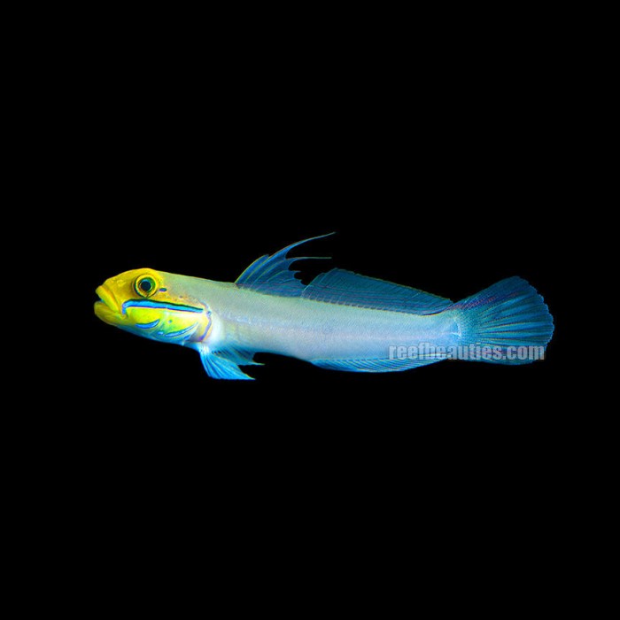 Gold Head Sleeper (Valenciennea Strigata)