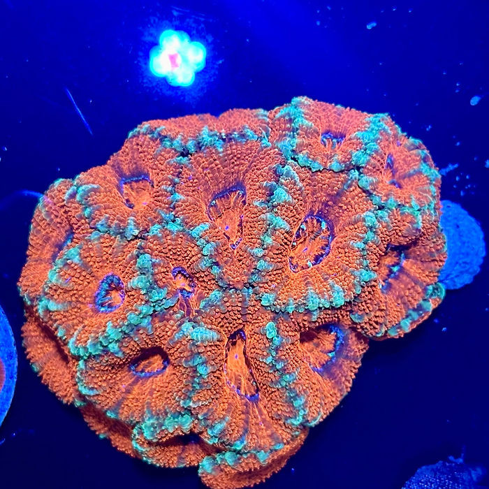 Green/Orange Acan Lord Colony