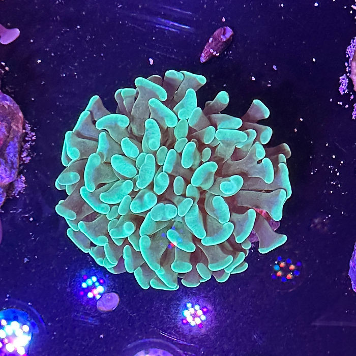 Mint Hammer