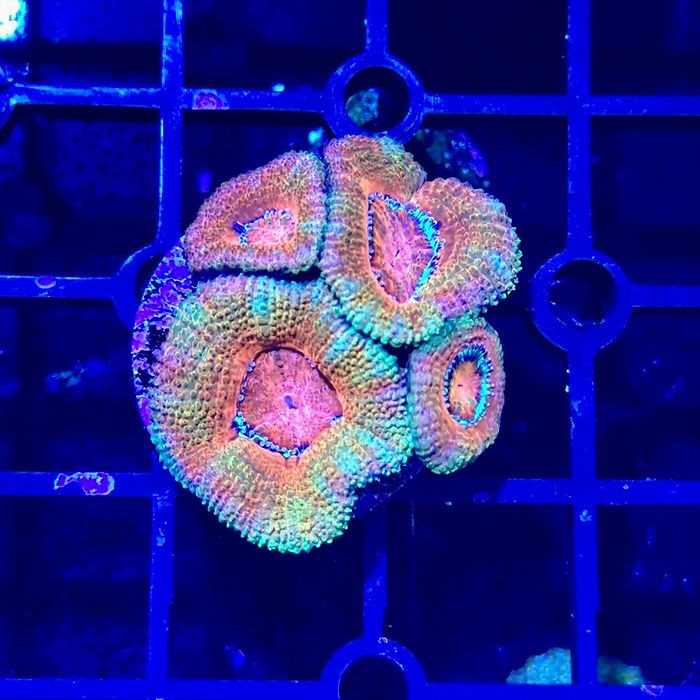 Rainbow Acan Lord