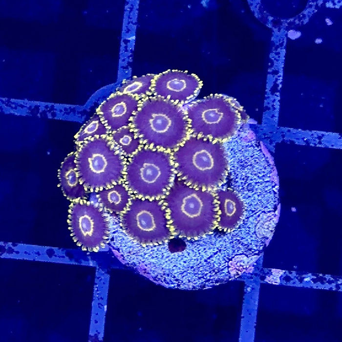 Hawkeye Zoanthids