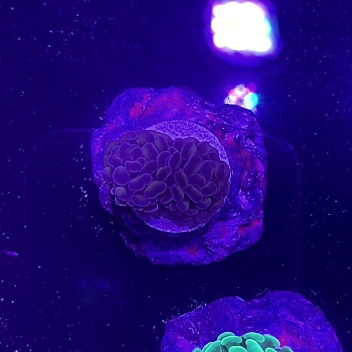 Hammer Coral