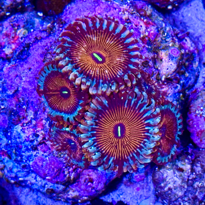 Red Zombie Zoanthid