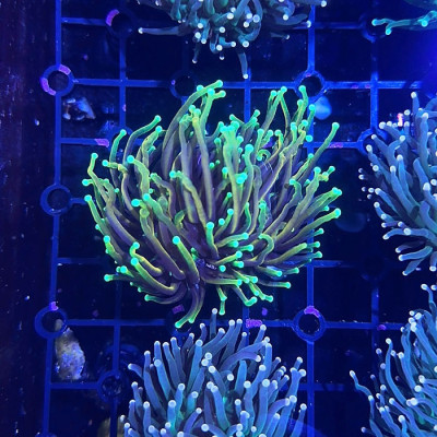 Dragon Soul Torch Single Polyp