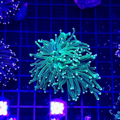 Ultra Green Indo Torch