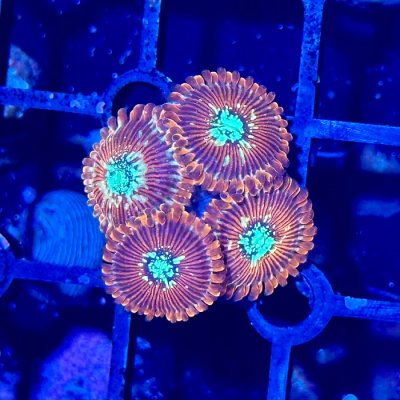 Magicians Zoa