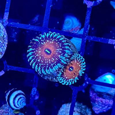 Blue Zombie Zoanthid