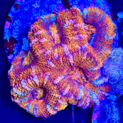 Ultra Red Acan Lord