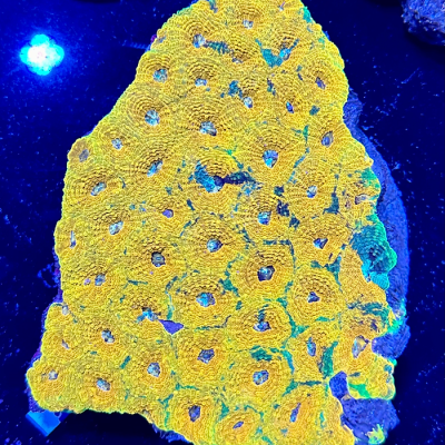 Ultra Starlight Echinata Colony