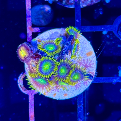 Radioactive Dragon Eye/Pandora Zoa Combo