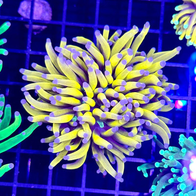 Banana Torch