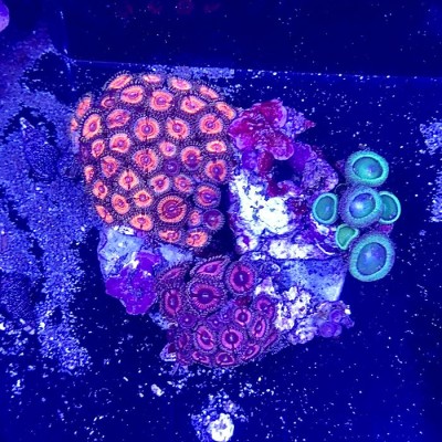 Zoa Garden