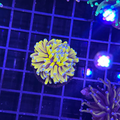 Banana Torch