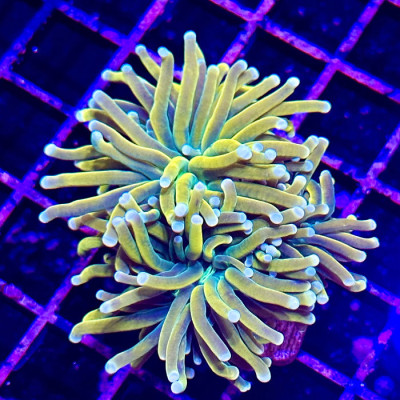 Sun God Torch 2 Heads