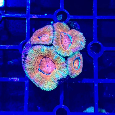 Rainbow Acan Lord