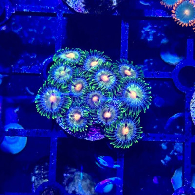 Green Nebula Zoanthids